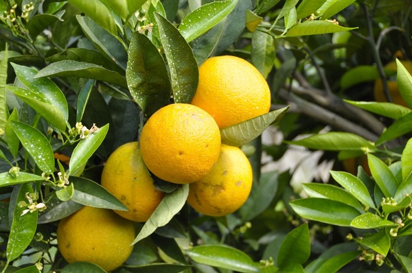 KIMONO FRUITS】徳島産 冷凍ゆず果汁 1000g 生絞り非加熱品